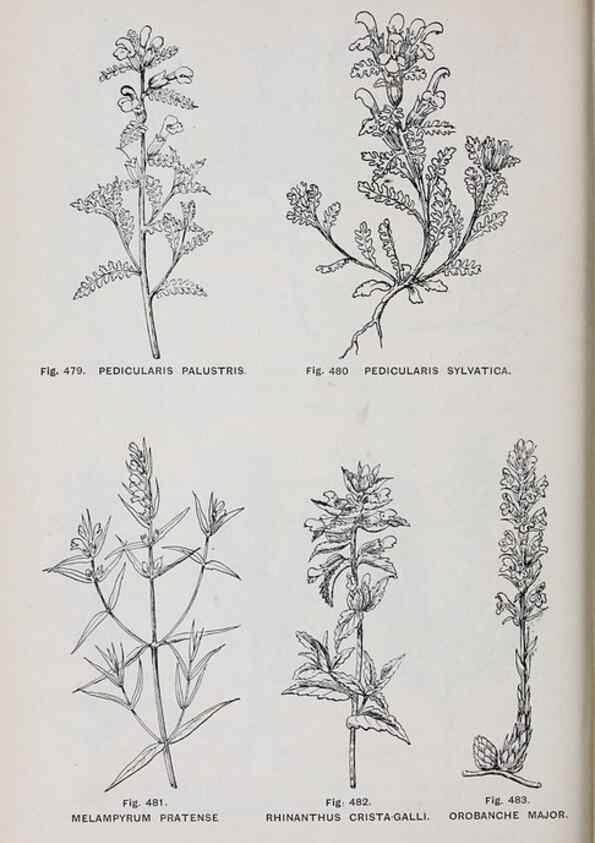 Reproducción/Reproduction 49742734223: The flora of the Liverpool district /. Liverpool :D. Marples & Co.,1902.. 
