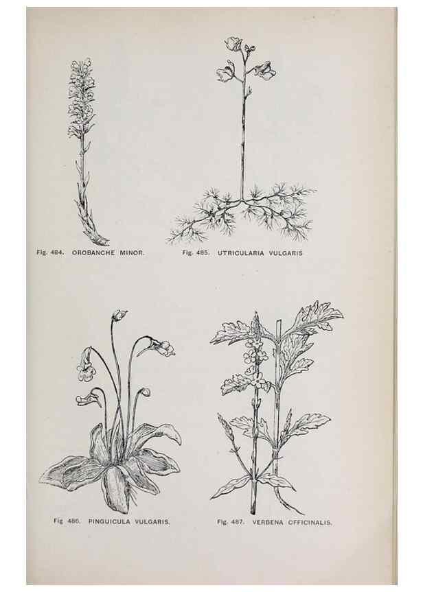 Reproducción/Reproduction 49743605062: The flora of the Liverpool district /. Liverpool :D. Marples & Co.,1902.. 