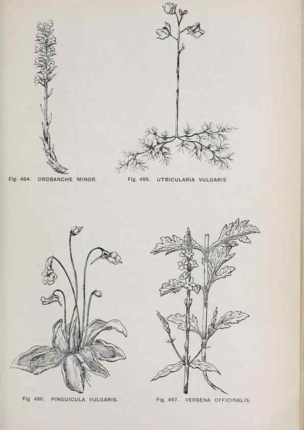 Reproducción/Reproduction 49743605062: The flora of the Liverpool district /. Liverpool :D. Marples & Co.,1902.. 