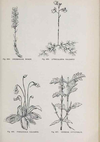 Reproducción/Reproduction 49743605062: The flora of the Liverpool district /. Liverpool :D. Marples & Co.,1902.. 