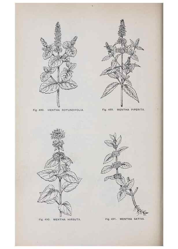 Reproducción/Reproduction 49743284486: The flora of the Liverpool district /. Liverpool :D. Marples & Co.,1902.. 