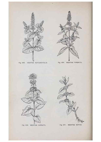 Reproducción/Reproduction 49743284486: The flora of the Liverpool district /. Liverpool :D. Marples & Co.,1902.. 