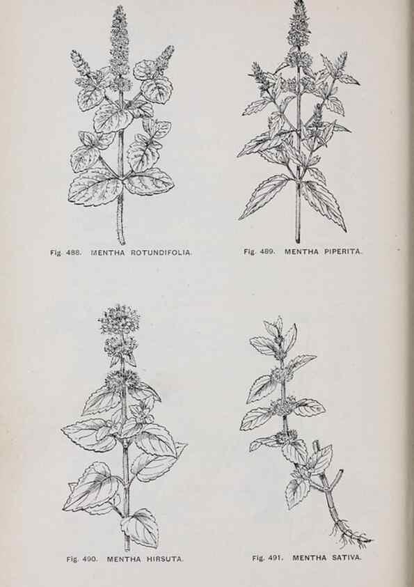 Reproducción/Reproduction 49743284486: The flora of the Liverpool district /. Liverpool :D. Marples & Co.,1902.. 