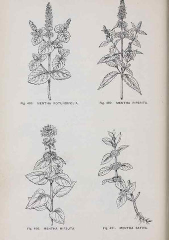 Reproducción/Reproduction 49743284486: The flora of the Liverpool district /. Liverpool :D. Marples & Co.,1902.. 