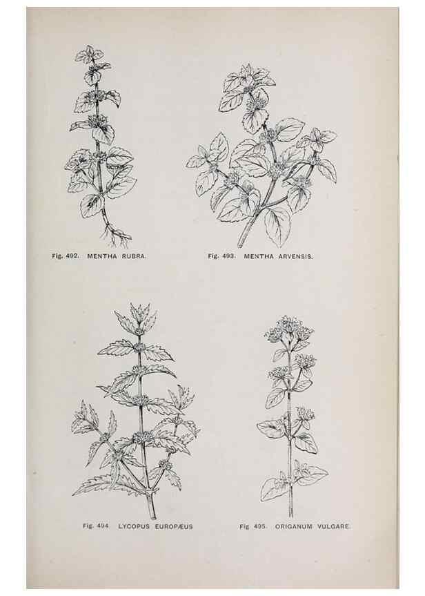 Reproducción/Reproduction 49742735078: The flora of the Liverpool district /. Liverpool :D. Marples & Co.,1902.. 