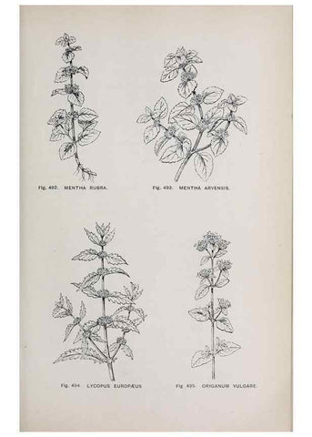 Reproducción/Reproduction 49742735078: The flora of the Liverpool district /. Liverpool :D. Marples & Co.,1902.. 