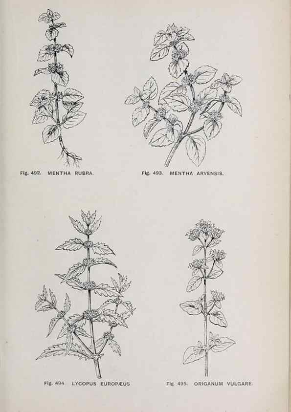 Reproducción/Reproduction 49742735078: The flora of the Liverpool district /. Liverpool :D. Marples & Co.,1902.. 