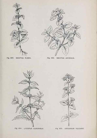 Reproducción/Reproduction 49742735078: The flora of the Liverpool district /. Liverpool :D. Marples & Co.,1902.. 
