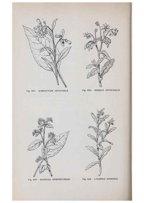 Reproducción/Reproduction 49743601327: The flora of the Liverpool district /. Liverpool :D. Marples & Co.,1902.. 