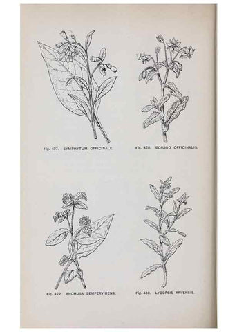 Reproducción/Reproduction 49743601327: The flora of the Liverpool district /. Liverpool :D. Marples & Co.,1902.. 
