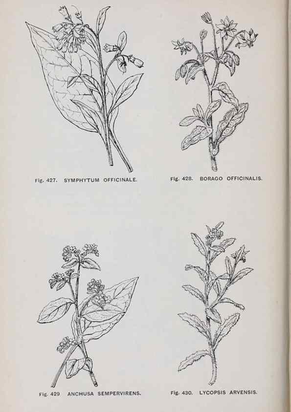 Reproducción/Reproduction 49743601327: The flora of the Liverpool district /. Liverpool :D. Marples & Co.,1902.. 
