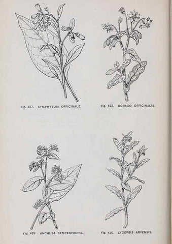 Reproducción/Reproduction 49743601327: The flora of the Liverpool district /. Liverpool :D. Marples & Co.,1902.. 