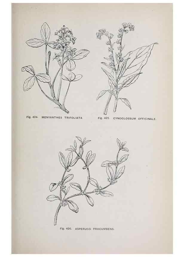 Reproducción/Reproduction 49742730628: The flora of the Liverpool district /. Liverpool :D. Marples & Co.,1902.. 