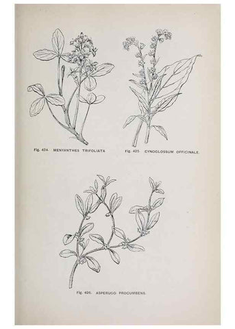 Reproducción/Reproduction 49742730628: The flora of the Liverpool district /. Liverpool :D. Marples & Co.,1902.. 