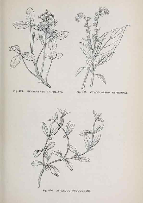 Reproducción/Reproduction 49742730628: The flora of the Liverpool district /. Liverpool :D. Marples & Co.,1902.. 