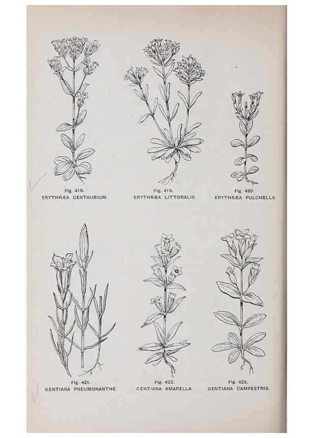 Reproducción/Reproduction 49743600862: The flora of the Liverpool district /. Liverpool :D. Marples & Co.,1902.. 