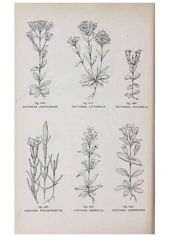 Reproducción/Reproduction 49743600862: The flora of the Liverpool district /. Liverpool :D. Marples & Co.,1902.. 