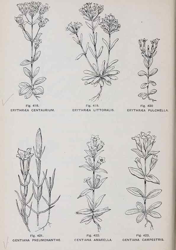 Reproducción/Reproduction 49743600862: The flora of the Liverpool district /. Liverpool :D. Marples & Co.,1902.. 