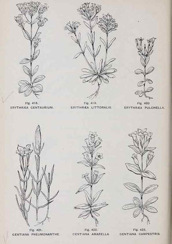 Reproducción/Reproduction 49743600862: The flora of the Liverpool district /. Liverpool :D. Marples & Co.,1902.. 