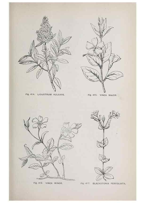 Reproducción/Reproduction 49743279661: The flora of the Liverpool district /. Liverpool :D. Marples & Co.,1902.. 