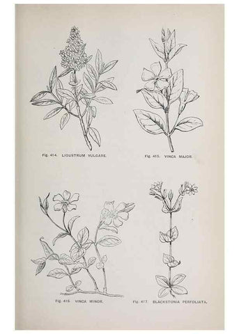 Reproducción/Reproduction 49743279661: The flora of the Liverpool district /. Liverpool :D. Marples & Co.,1902.. 