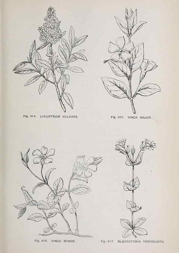 Reproducción/Reproduction 49743279661: The flora of the Liverpool district /. Liverpool :D. Marples & Co.,1902.. 