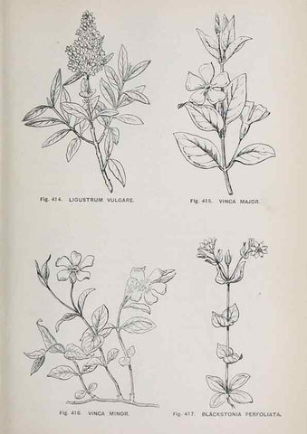 Reproducción/Reproduction 49743279661: The flora of the Liverpool district /. Liverpool :D. Marples & Co.,1902.. 