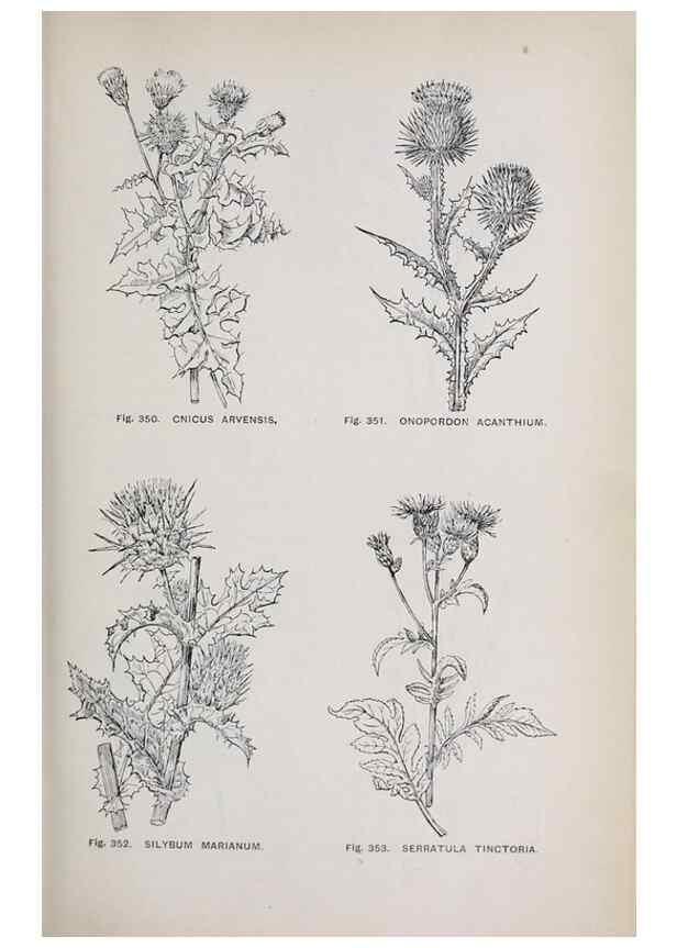 Reproducción/Reproduction 49743596292: The flora of the Liverpool district /. Liverpool :D. Marples & Co.,1902.. 