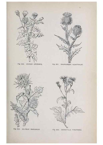 Reproducción/Reproduction 49743596292: The flora of the Liverpool district /. Liverpool :D. Marples & Co.,1902.. 