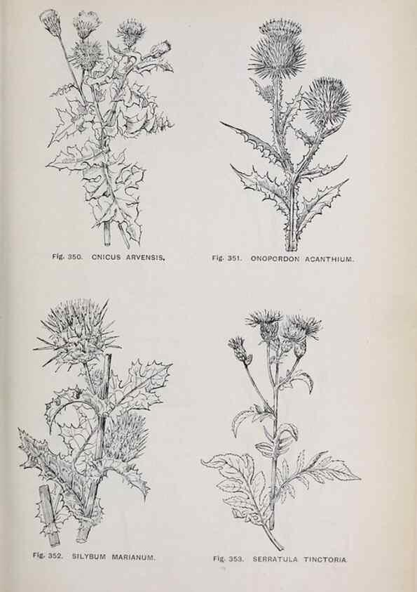 Reproducción/Reproduction 49743596292: The flora of the Liverpool district /. Liverpool :D. Marples & Co.,1902.. 