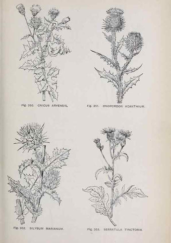 Reproducción/Reproduction 49743596292: The flora of the Liverpool district /. Liverpool :D. Marples & Co.,1902.. 
