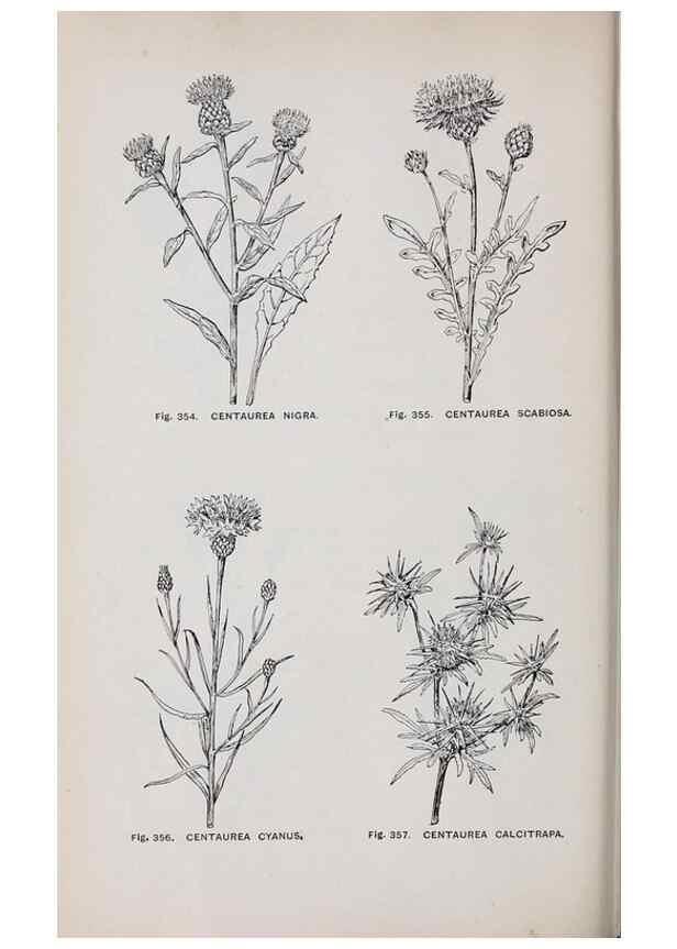 Reproducción/Reproduction 49742725718: The flora of the Liverpool district /. Liverpool :D. Marples & Co.,1902.. 