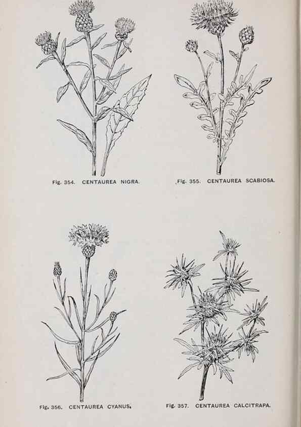 Reproducción/Reproduction 49742725718: The flora of the Liverpool district /. Liverpool :D. Marples & Co.,1902.. 