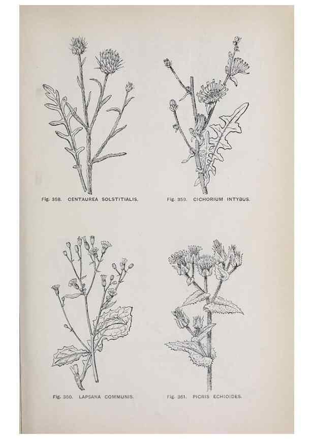 Reproducción/Reproduction 49742726018: The flora of the Liverpool district /. Liverpool :D. Marples & Co.,1902.. 