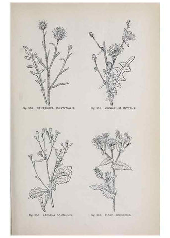 Reproducción/Reproduction 49742726018: The flora of the Liverpool district /. Liverpool :D. Marples & Co.,1902.. 