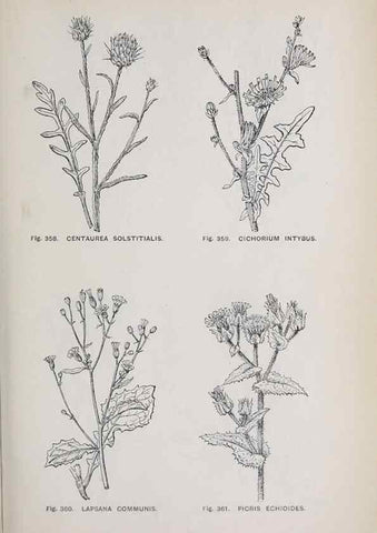 Reproducción/Reproduction 49742726018: The flora of the Liverpool district /. Liverpool :D. Marples & Co.,1902.. 