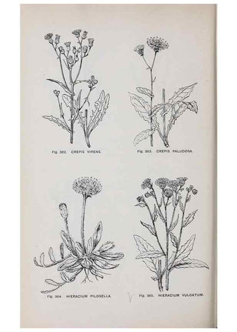 Reproducción/Reproduction 49743597112: The flora of the Liverpool district /. Liverpool :D. Marples & Co.,1902.. 