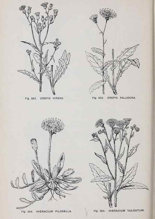 Reproducción/Reproduction 49743597112: The flora of the Liverpool district /. Liverpool :D. Marples & Co.,1902.. 