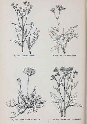 Reproducción/Reproduction 49743597112: The flora of the Liverpool district /. Liverpool :D. Marples & Co.,1902.. 