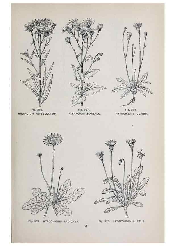 Reproducción/Reproduction 49742726693: The flora of the Liverpool district /. Liverpool :D. Marples & Co.,1902.. 