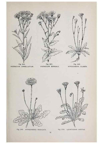 Reproducción/Reproduction 49742726693: The flora of the Liverpool district /. Liverpool :D. Marples & Co.,1902.. 