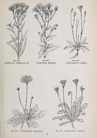 Reproducción/Reproduction 49742726693: The flora of the Liverpool district /. Liverpool :D. Marples & Co.,1902.. 
