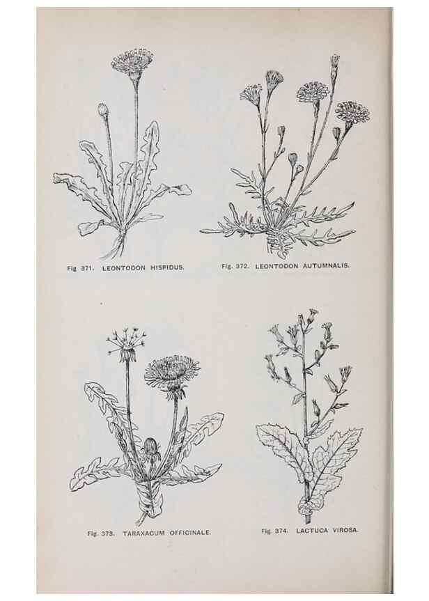 Reproducción/Reproduction 49743597812: The flora of the Liverpool district /. Liverpool :D. Marples & Co.,1902.. 