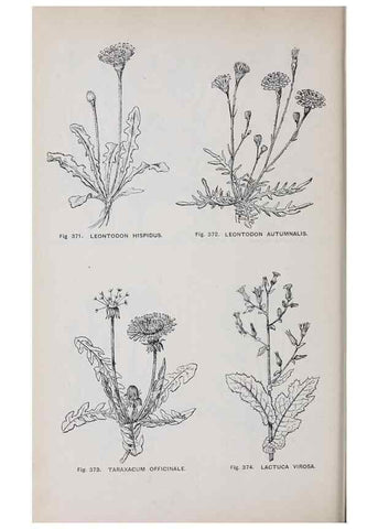 Reproducción/Reproduction 49743597812: The flora of the Liverpool district /. Liverpool :D. Marples & Co.,1902.. 