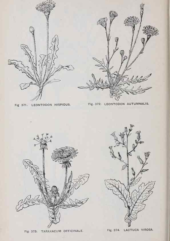 Reproducción/Reproduction 49743597812: The flora of the Liverpool district /. Liverpool :D. Marples & Co.,1902.. 