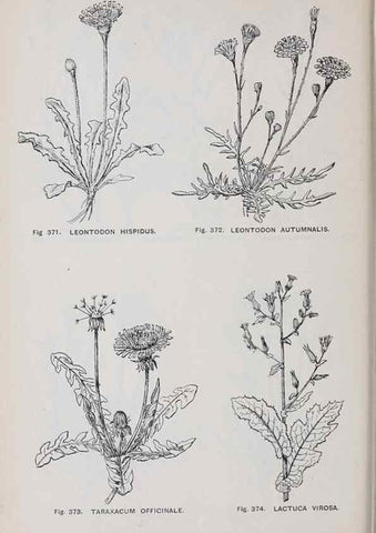 Reproducción/Reproduction 49743597812: The flora of the Liverpool district /. Liverpool :D. Marples & Co.,1902.. 