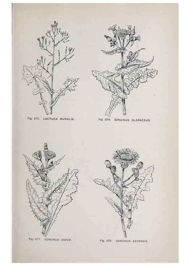 Reproducción/Reproduction 49743276881: The flora of the Liverpool district /. Liverpool :D. Marples & Co.,1902.. 