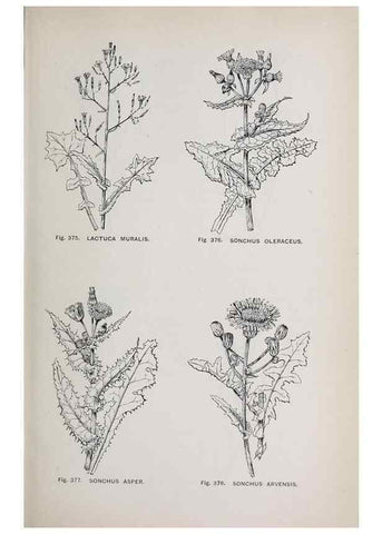 Reproducción/Reproduction 49743276881: The flora of the Liverpool district /. Liverpool :D. Marples & Co.,1902.. 