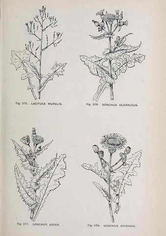 Reproducción/Reproduction 49743276881: The flora of the Liverpool district /. Liverpool :D. Marples & Co.,1902.. 
