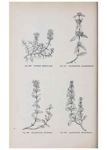 Reproducción/Reproduction 49743605712: The flora of the Liverpool district /. Liverpool :D. Marples & Co.,1902.. 